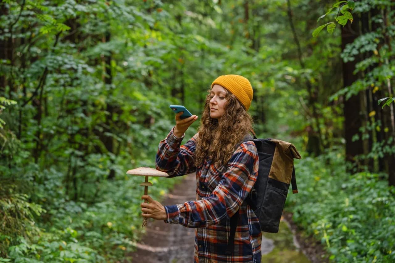 Aplikacja gdzie są grzyby – znajdź idealne gatunki w lesie